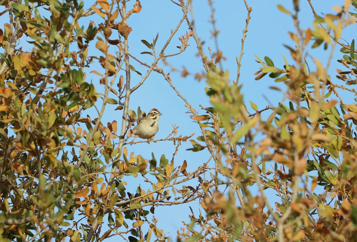 Lark Sparrow - ML638622126