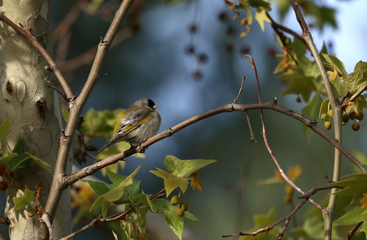 Lawrence's Goldfinch - ML638622127
