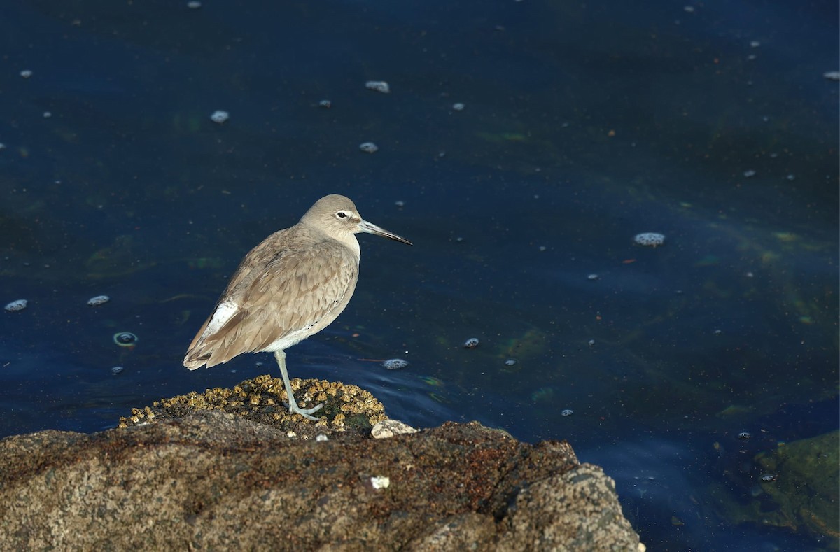 Willet - ML638622129