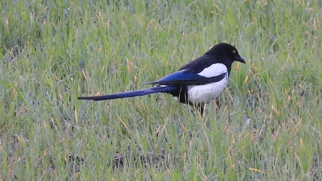 Eurasian Magpie - ML638622130