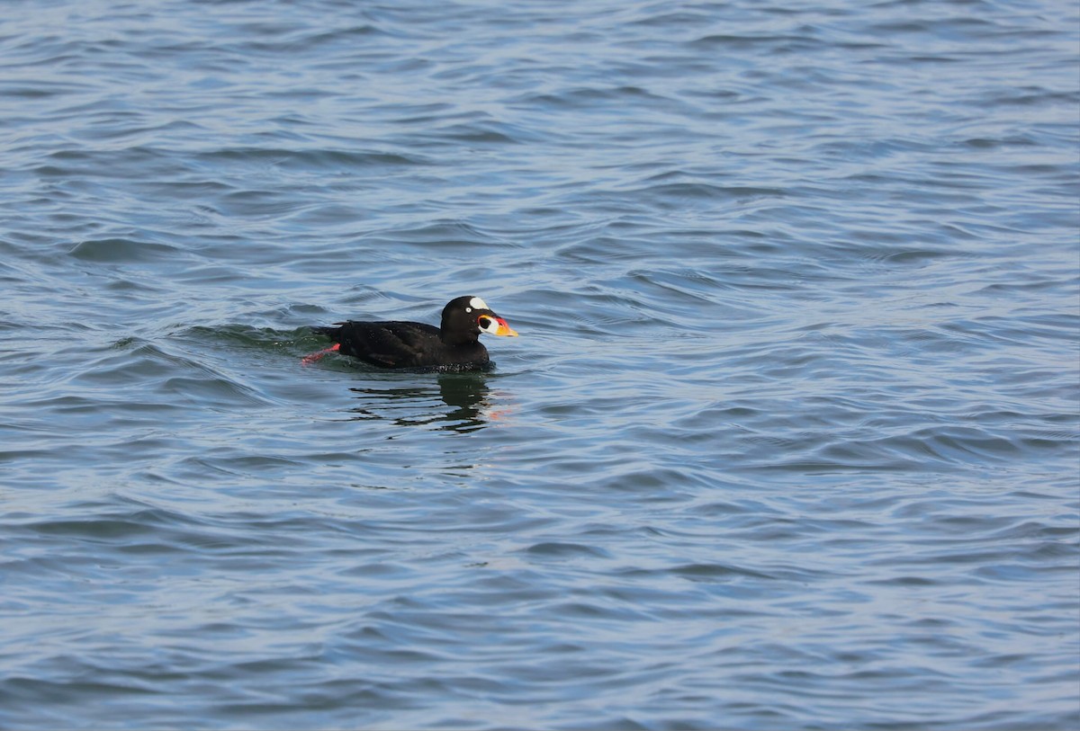 Surf Scoter - ML638622131