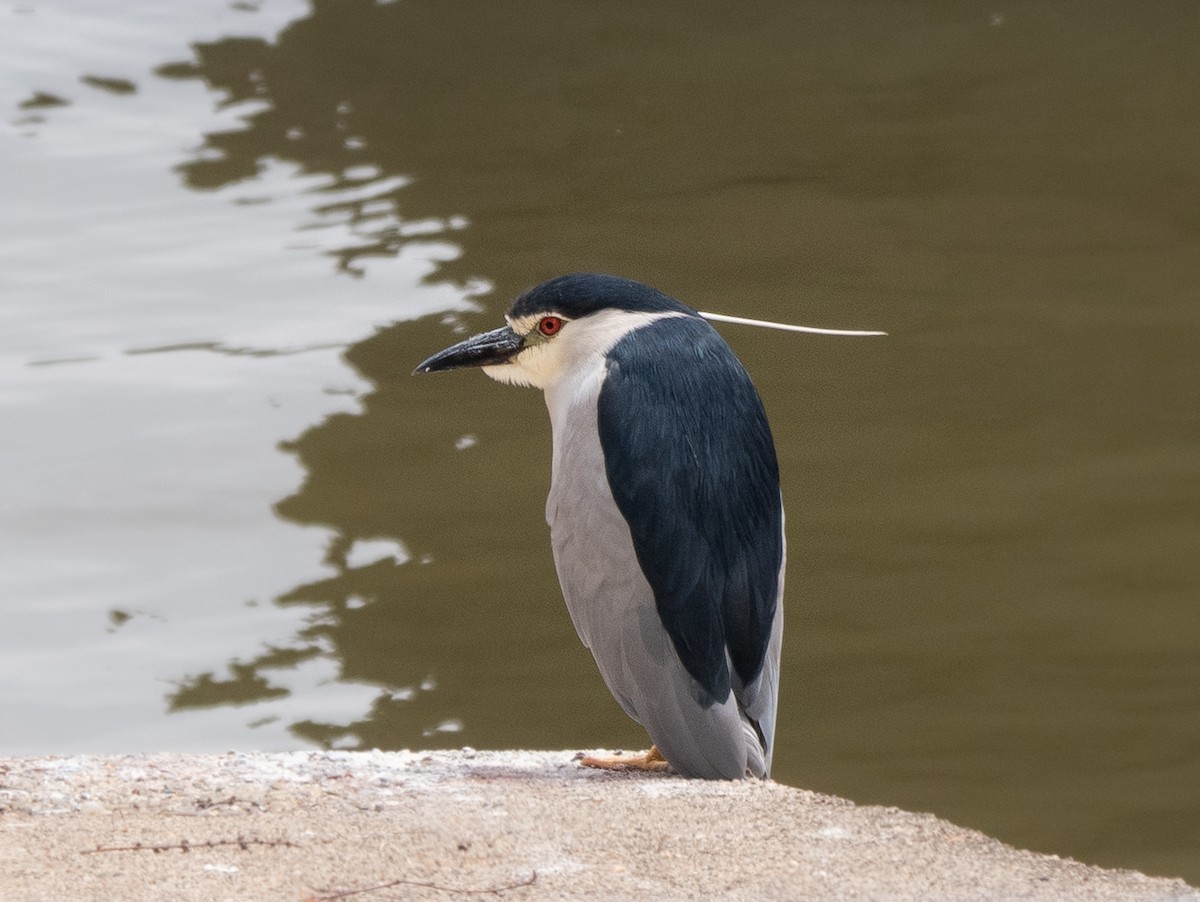 Black-crowned Night Heron - ML638622133