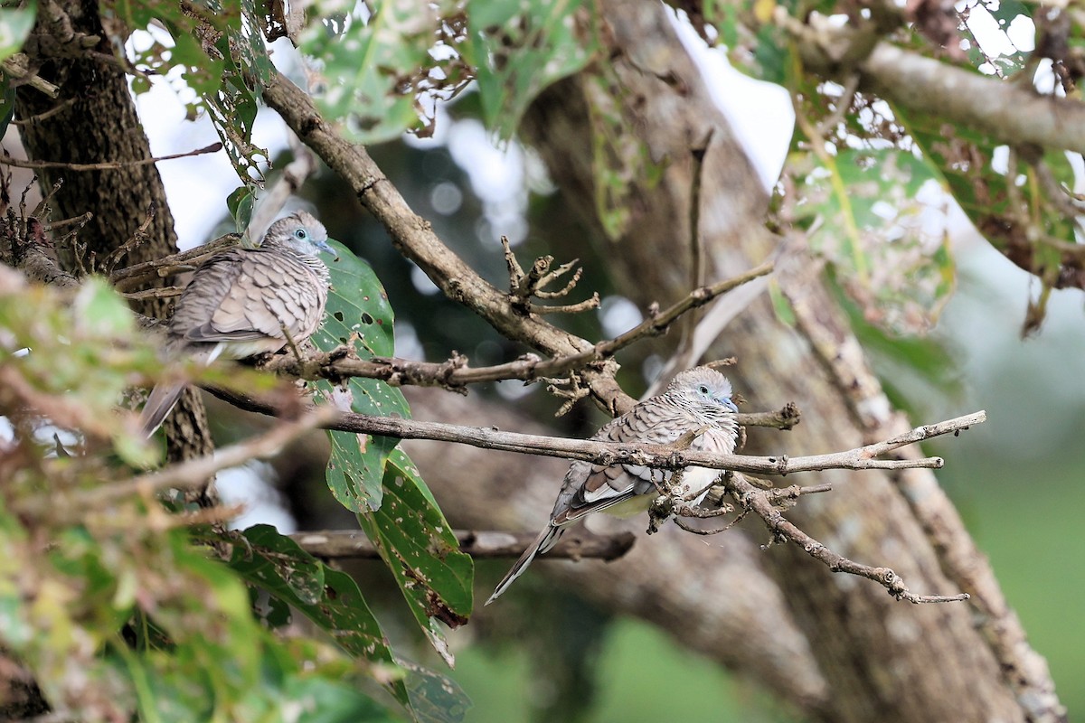 Peaceful Dove - ML638622134