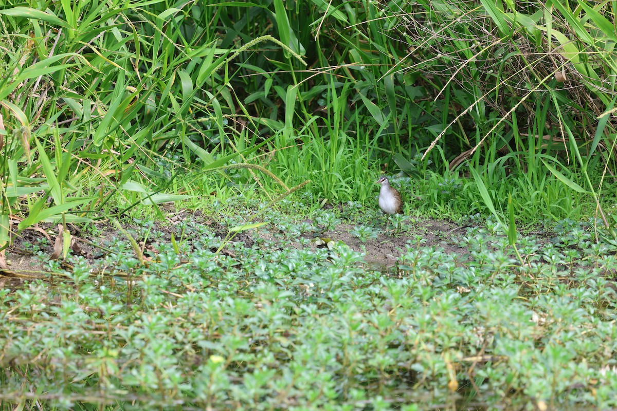 White-browed Crake - ML638622136