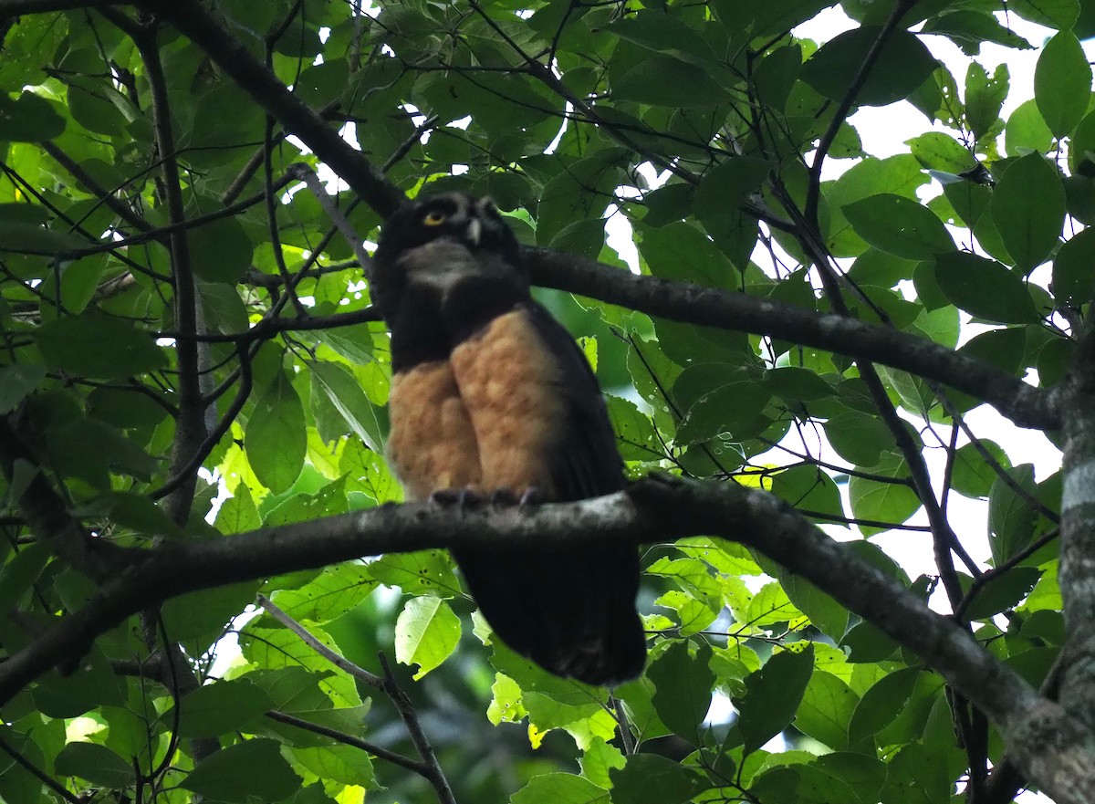 Spectacled Owl - ML638622137