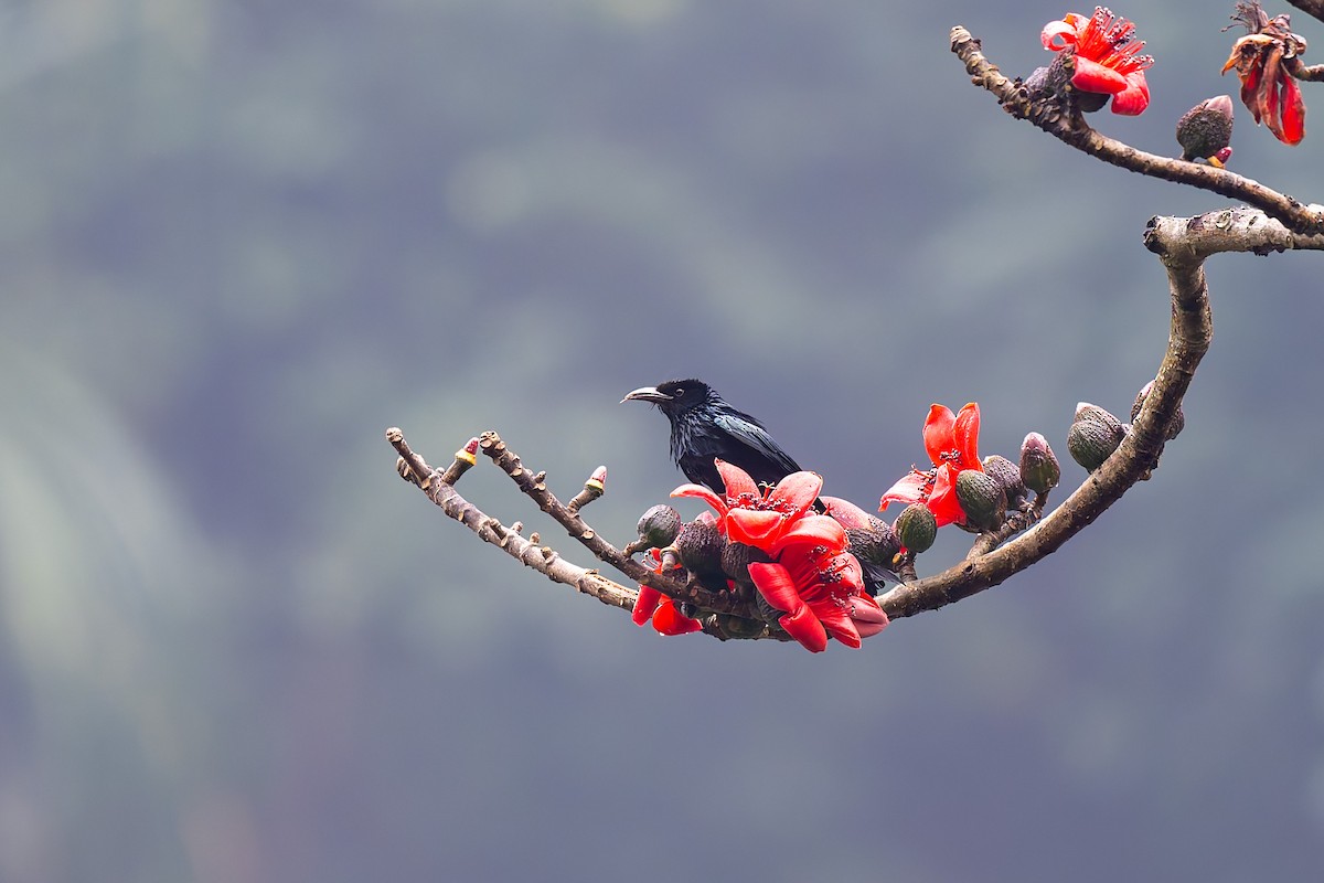 Hair-crested Drongo - ML638622138