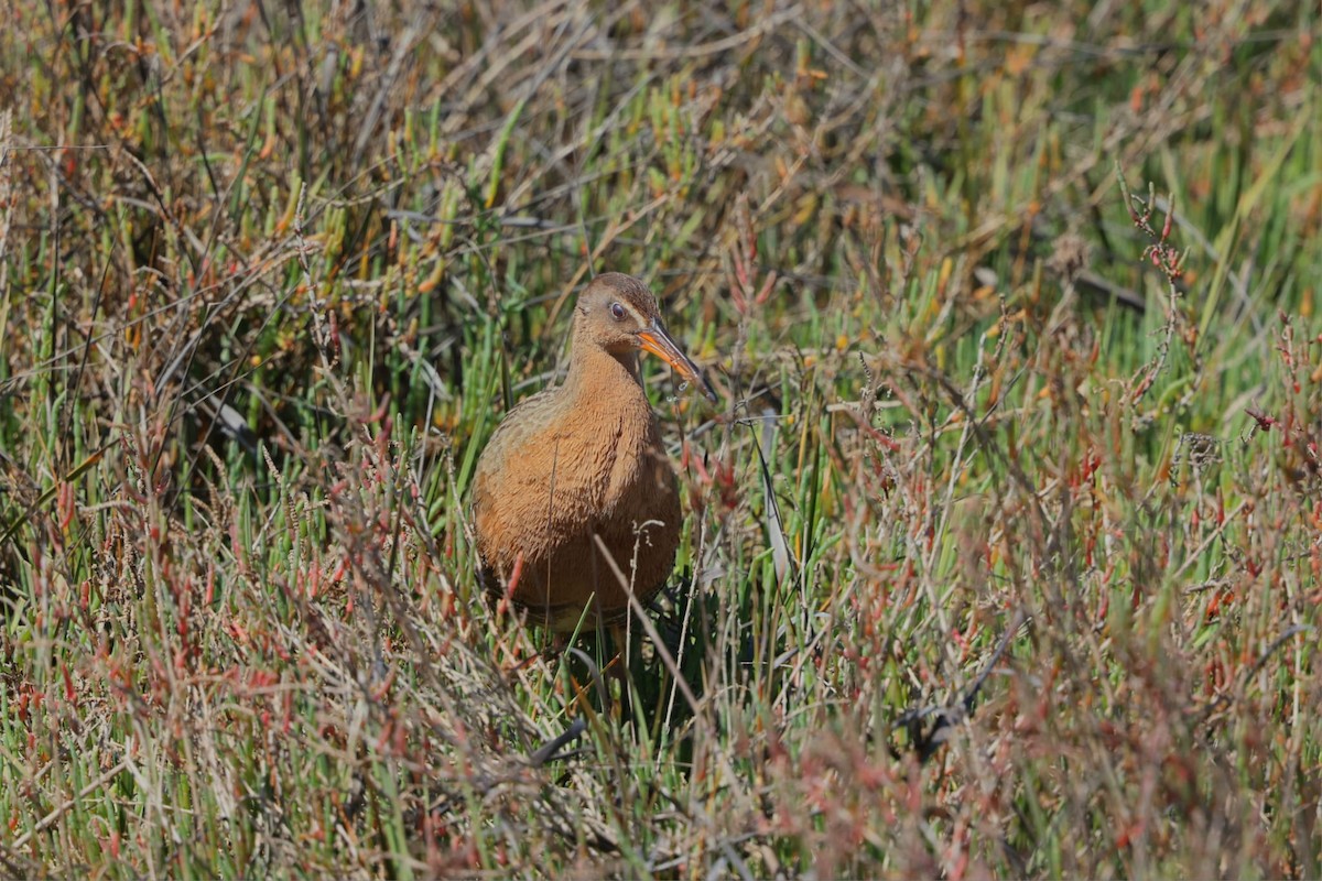 Ridgway's Rail - ML638622141