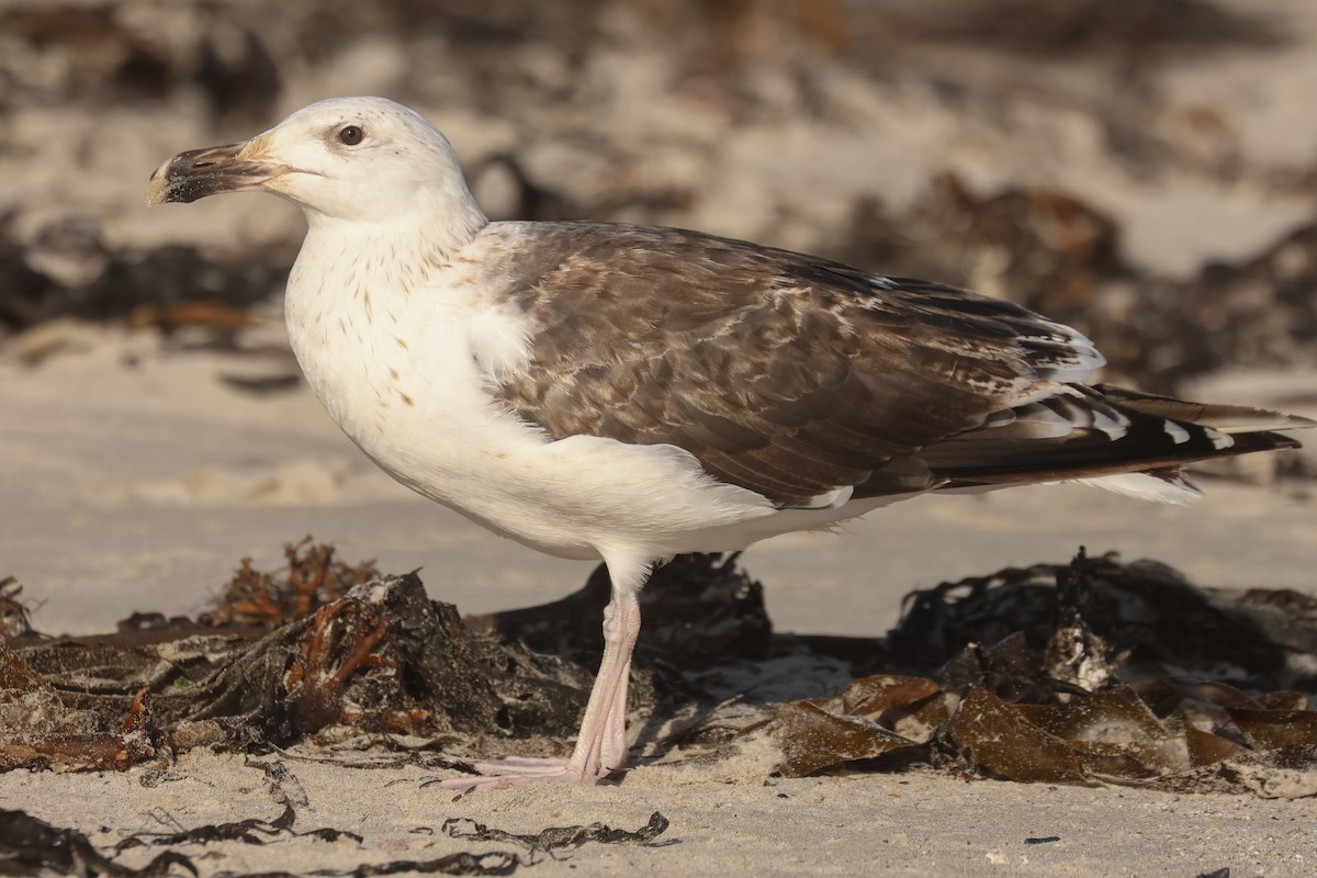 Great Black-backed Gull - ML638622142