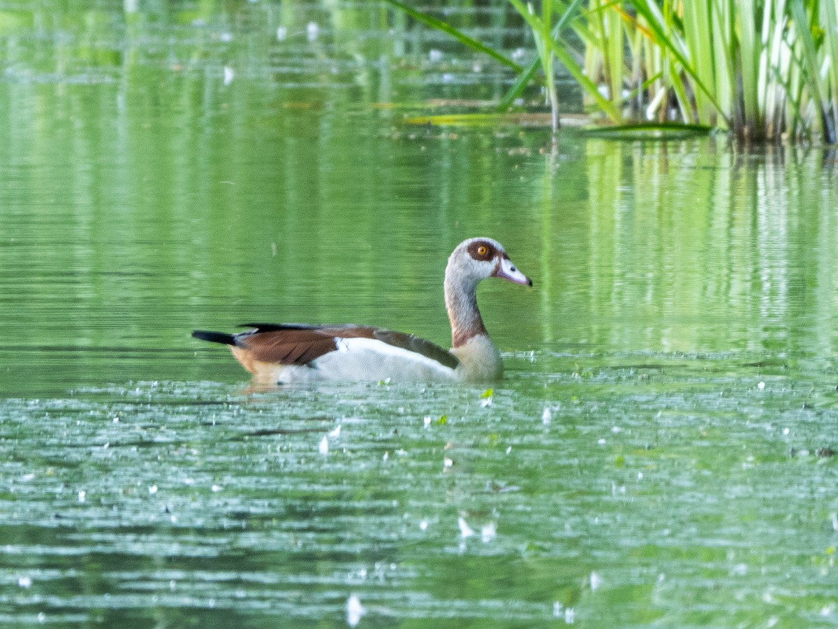 Egyptian Goose - ML638622143