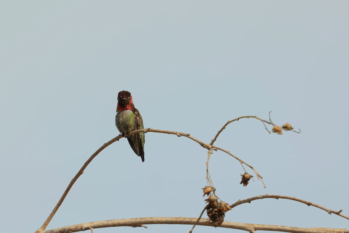 Anna's Hummingbird - ML638622144