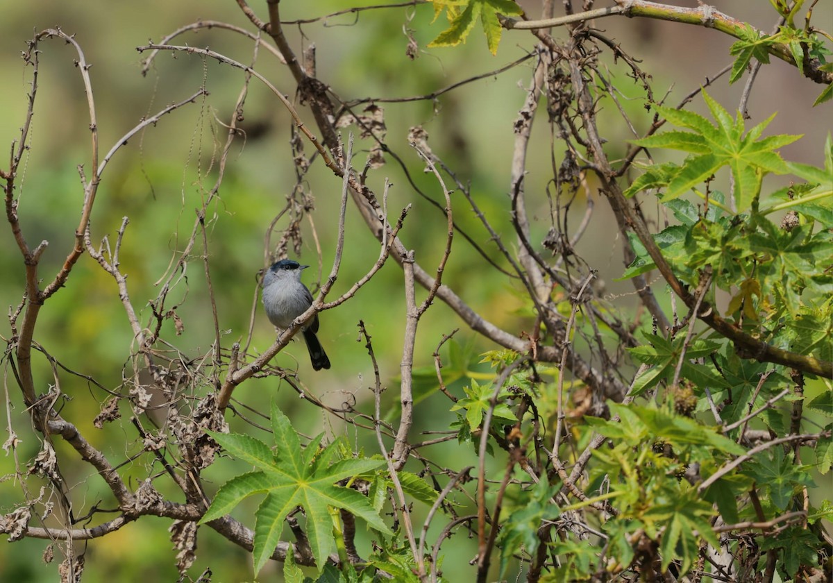 California Gnatcatcher - ML638622145