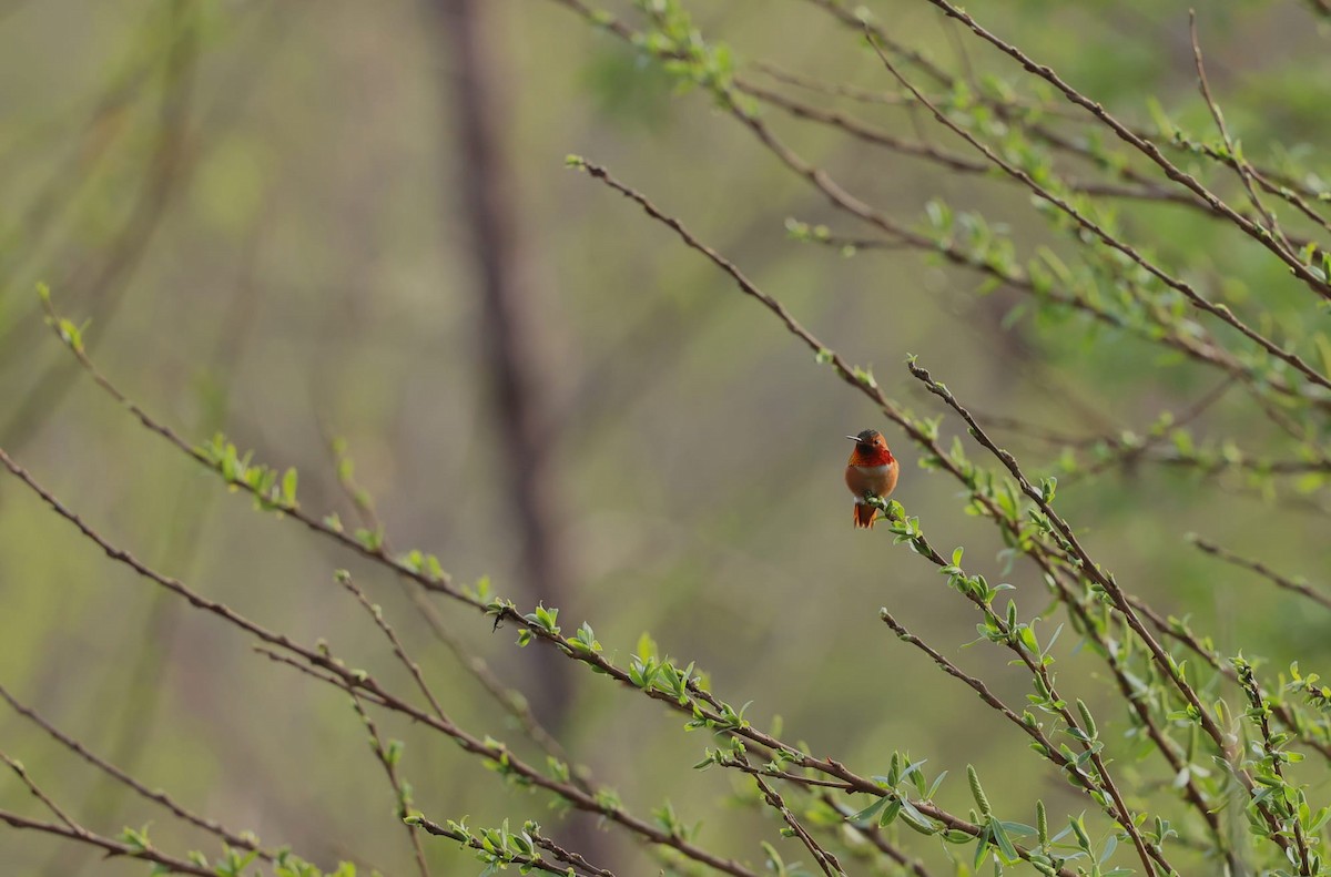 Allen's Hummingbird - ML638622146