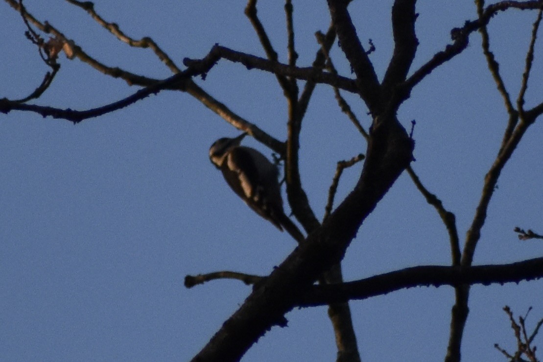 Great Spotted Woodpecker - ML638622147