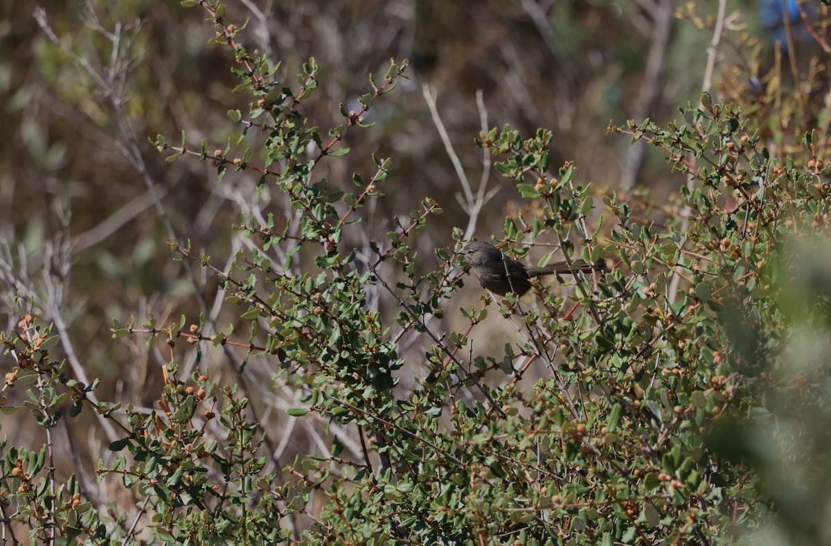 Wrentit - ML638622148