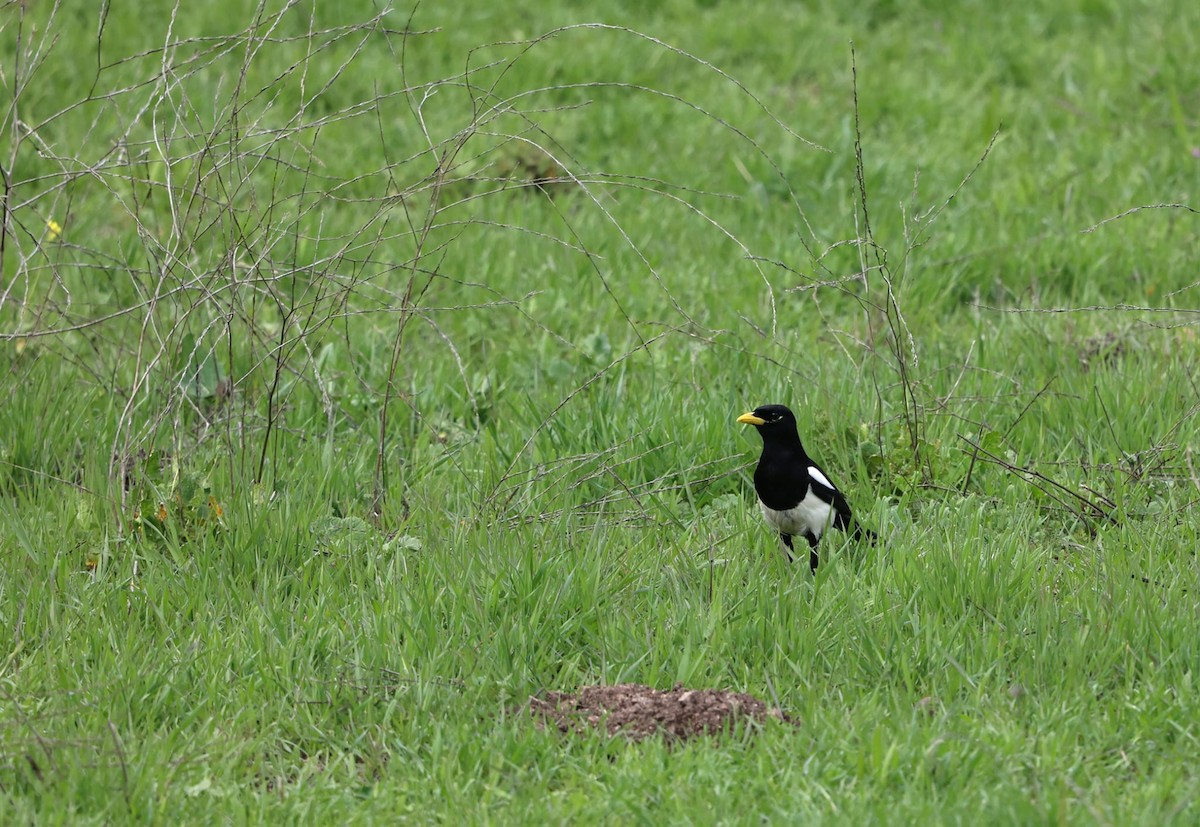 Yellow-billed Magpie - ML638622150