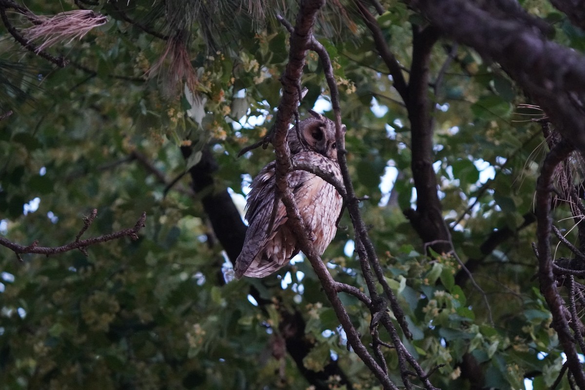 Long-eared Owl - ML638622155
