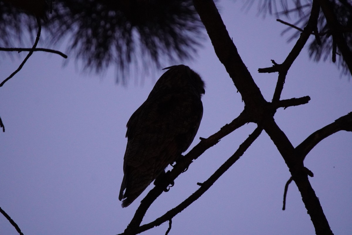 Long-eared Owl - ML638622163