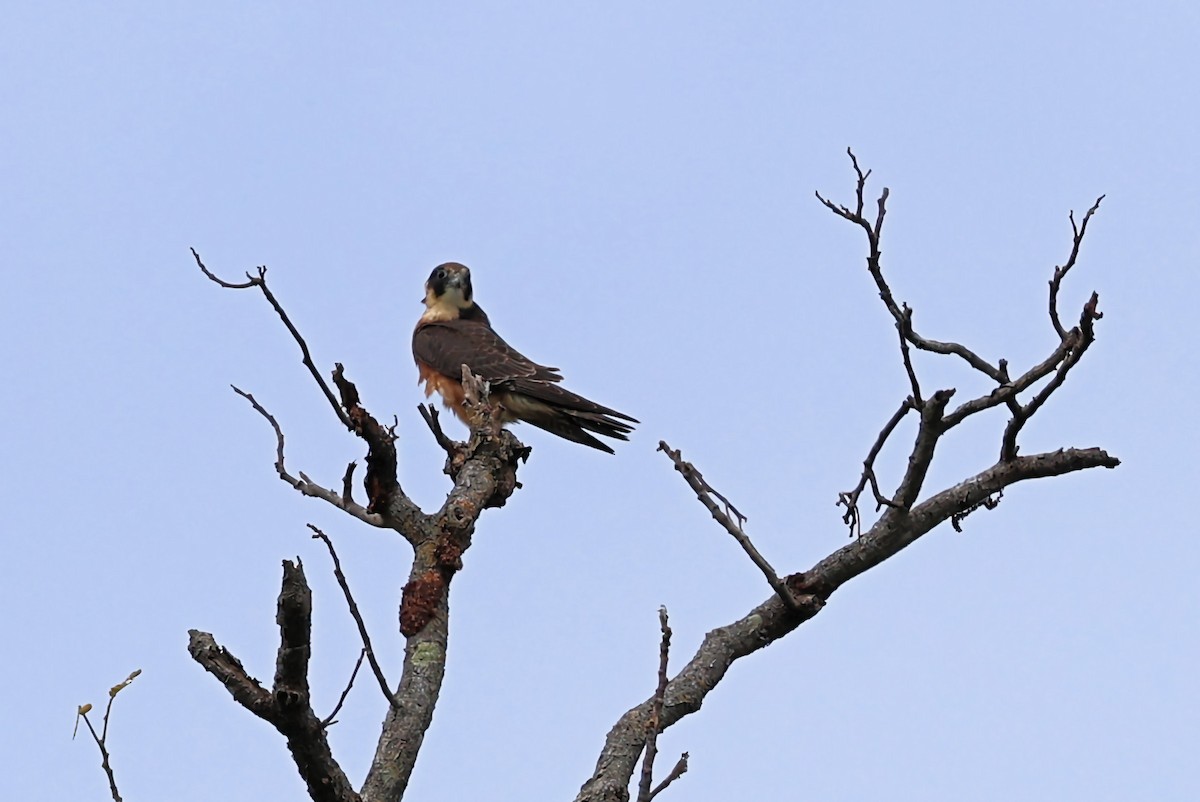 Australian Hobby - ML638622164
