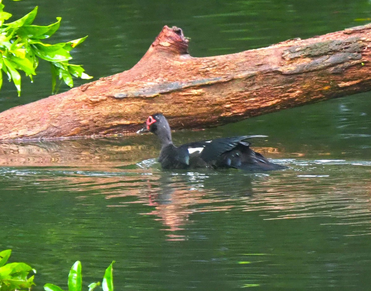 Muscovy Duck - ML638622165