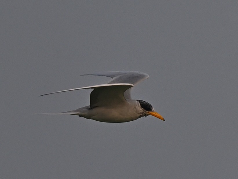 River Tern - ML638622185