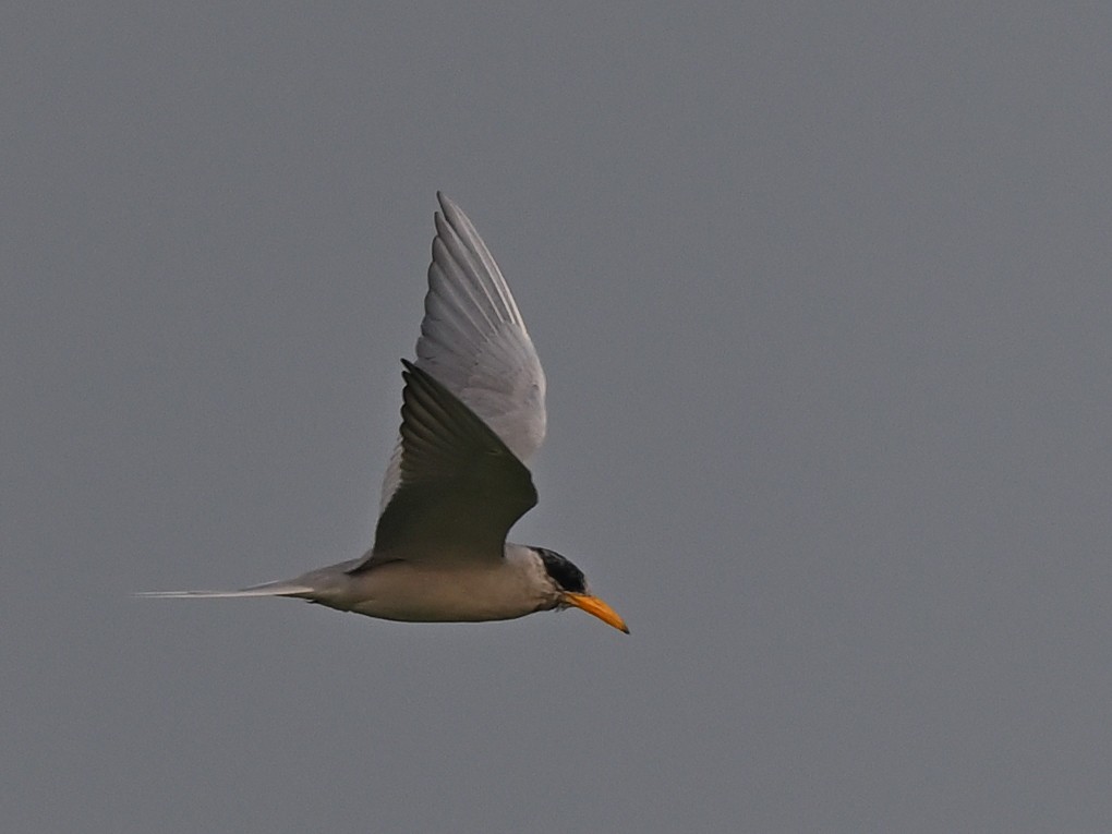 River Tern - ML638622187