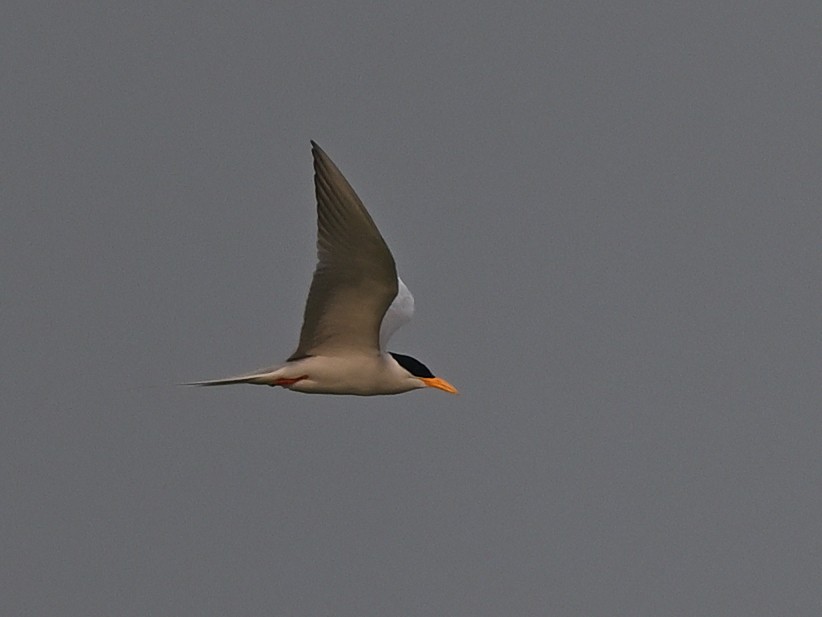 River Tern - ML638622189