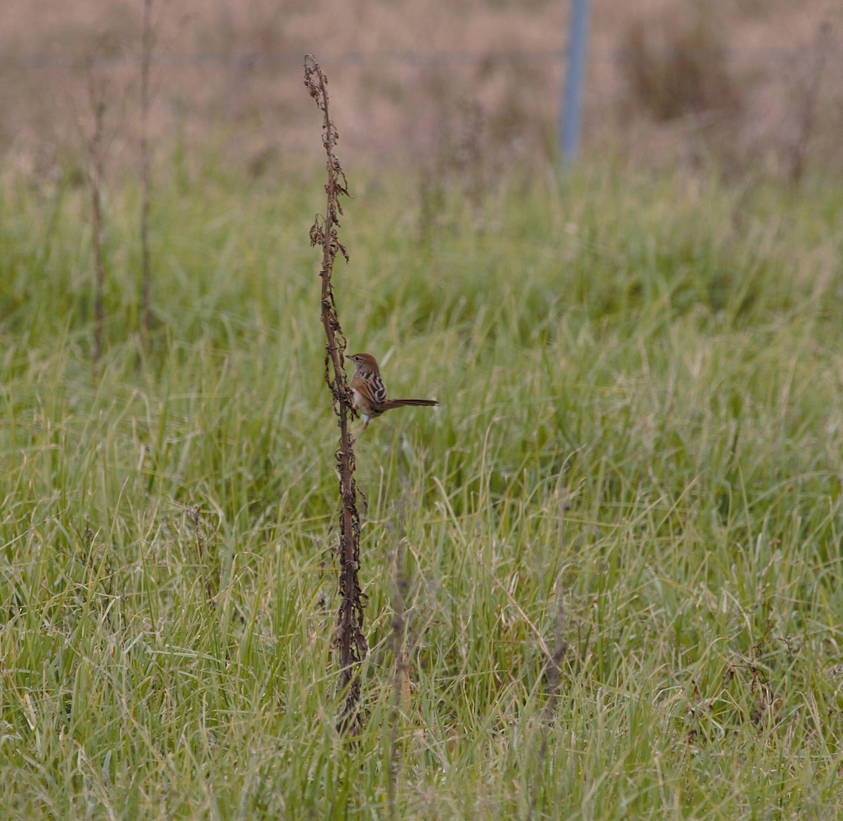 Tawny Grassbird - ML638622224