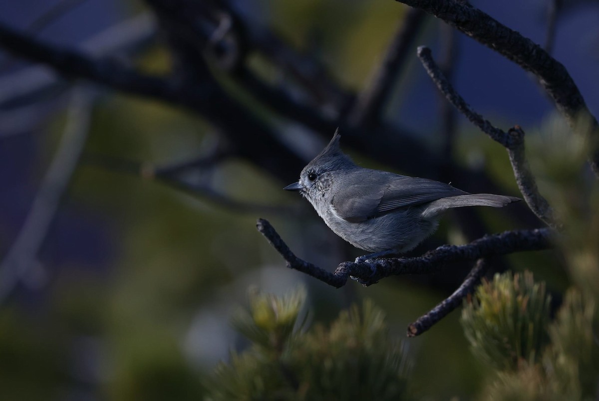 Juniper Titmouse - ML638622242