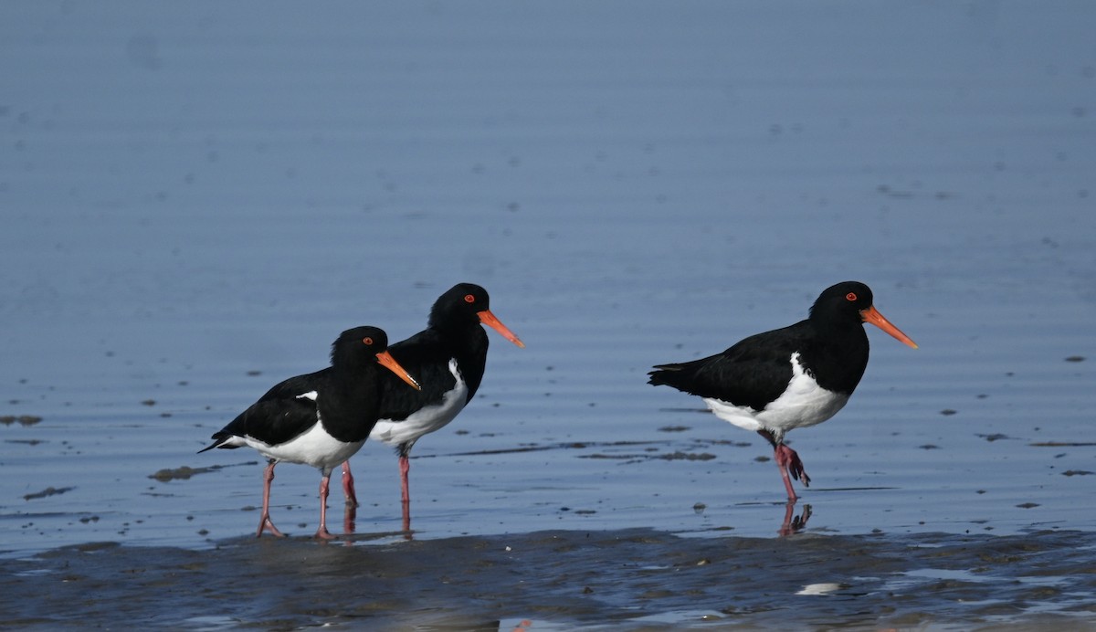 Pied Oystercatcher - ML638622250