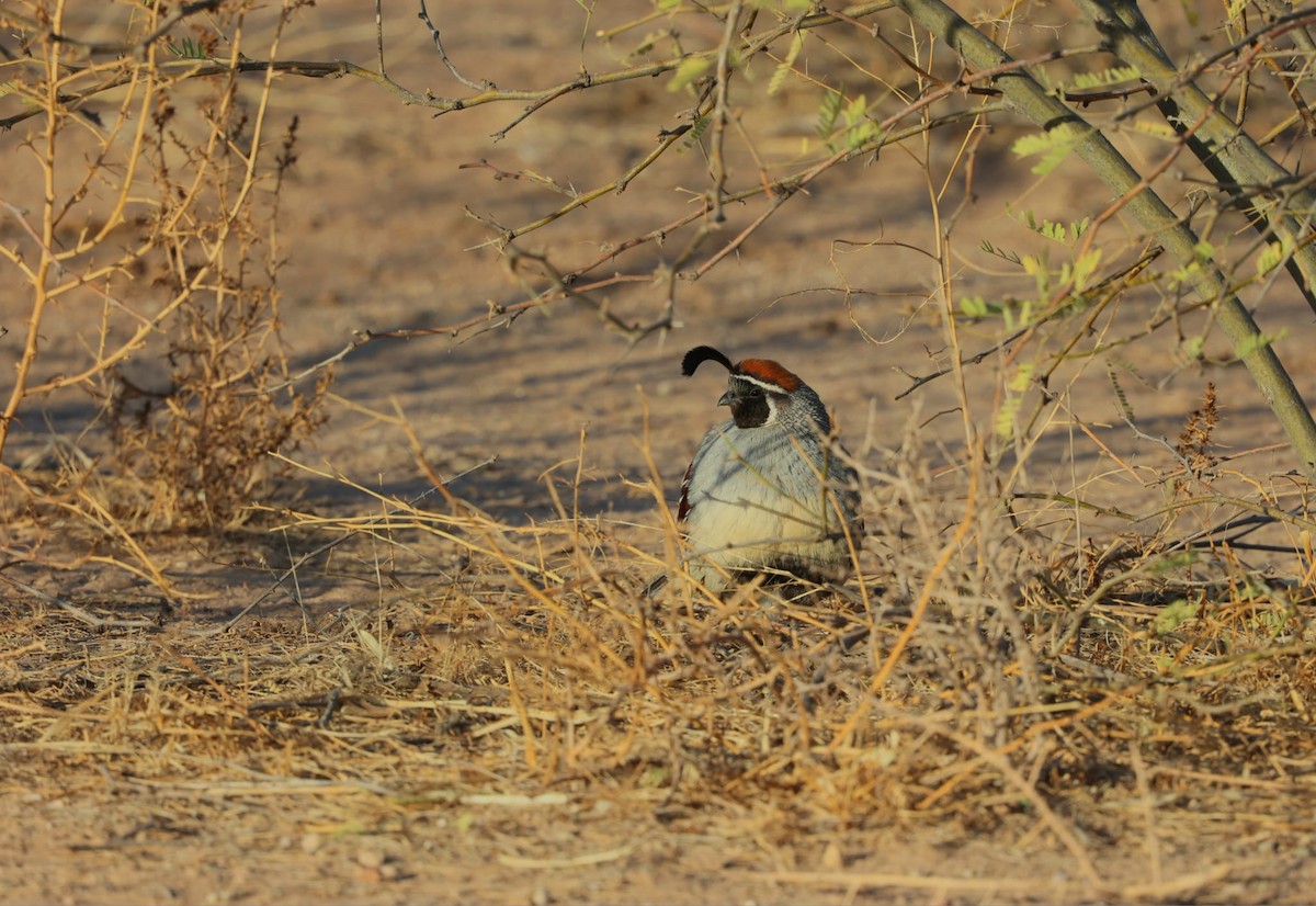 Gambel's Quail - ML638622255
