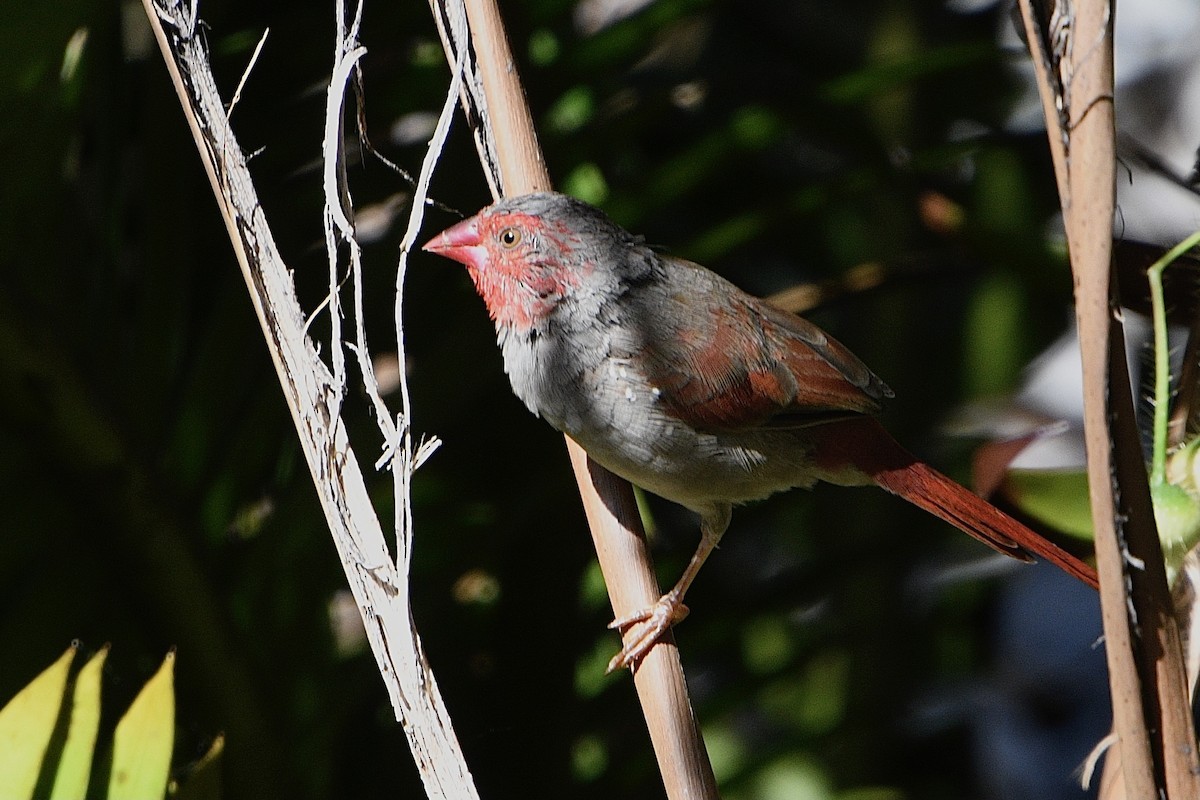 Crimson Finch - ML638622270