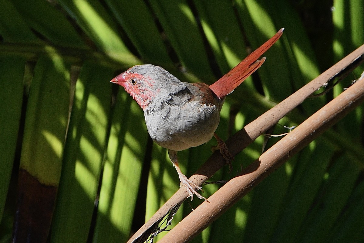Crimson Finch - ML638622271
