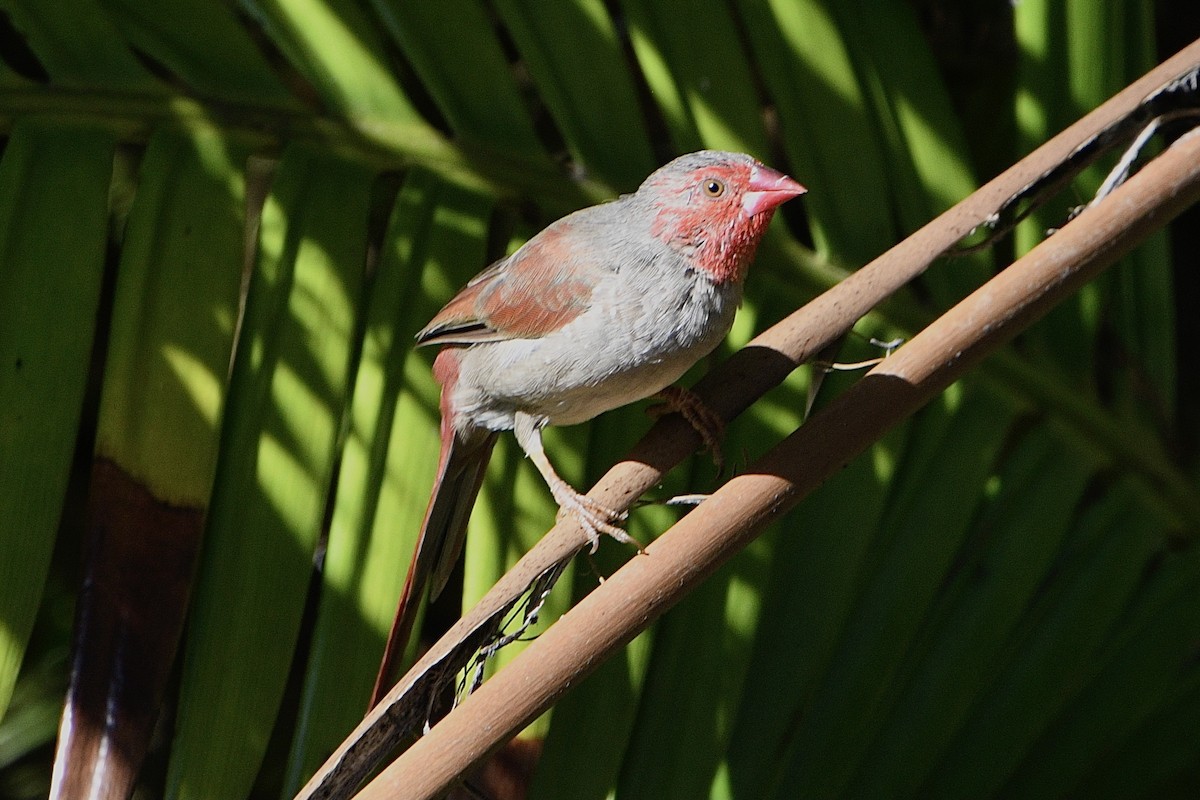 Crimson Finch - ML638622272