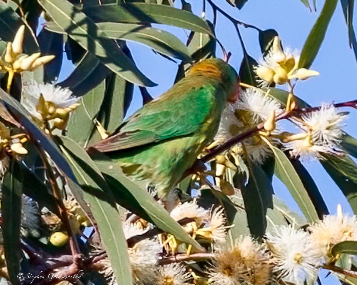 Little Lorikeet - ML638622311