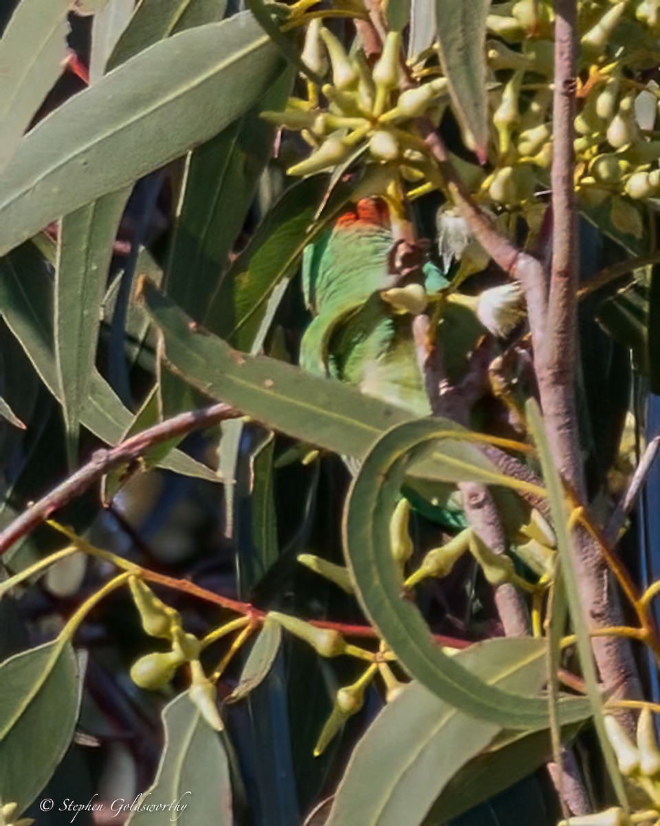 Little Lorikeet - ML638622312
