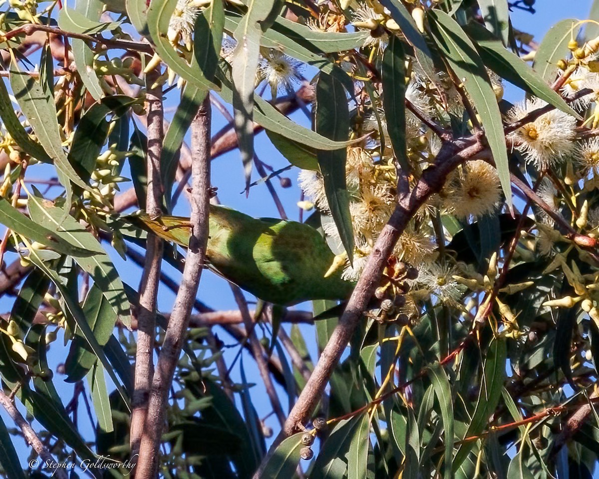 Little Lorikeet - ML638622313
