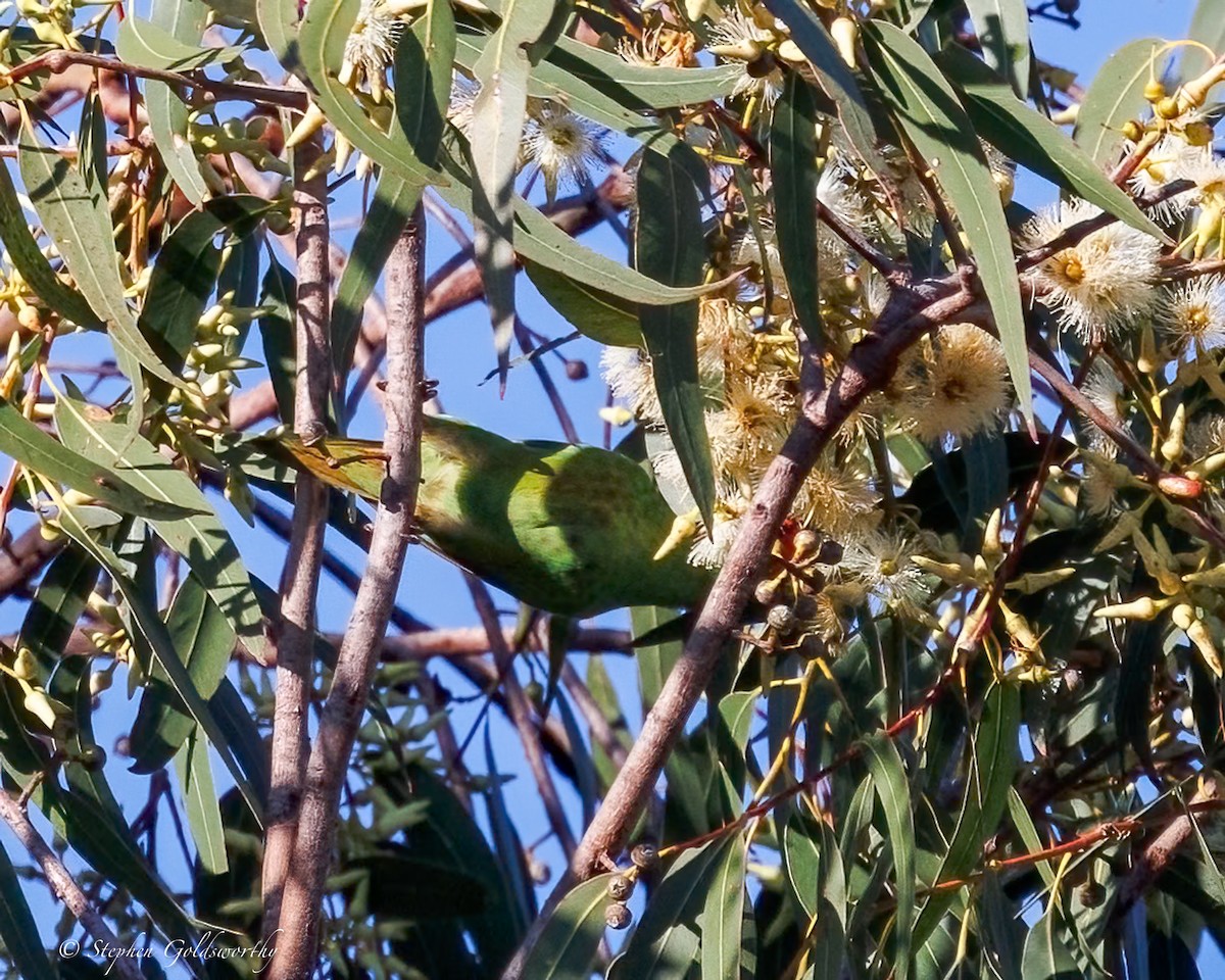 Little Lorikeet - ML638622314