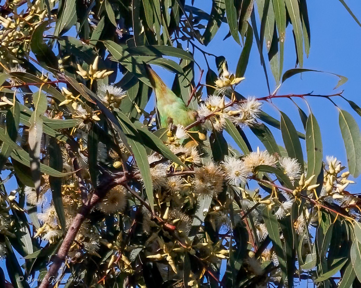 Little Lorikeet - ML638622315