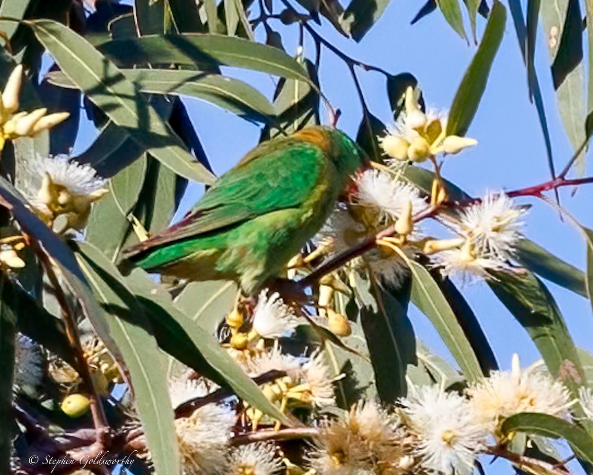 Little Lorikeet - ML638622316