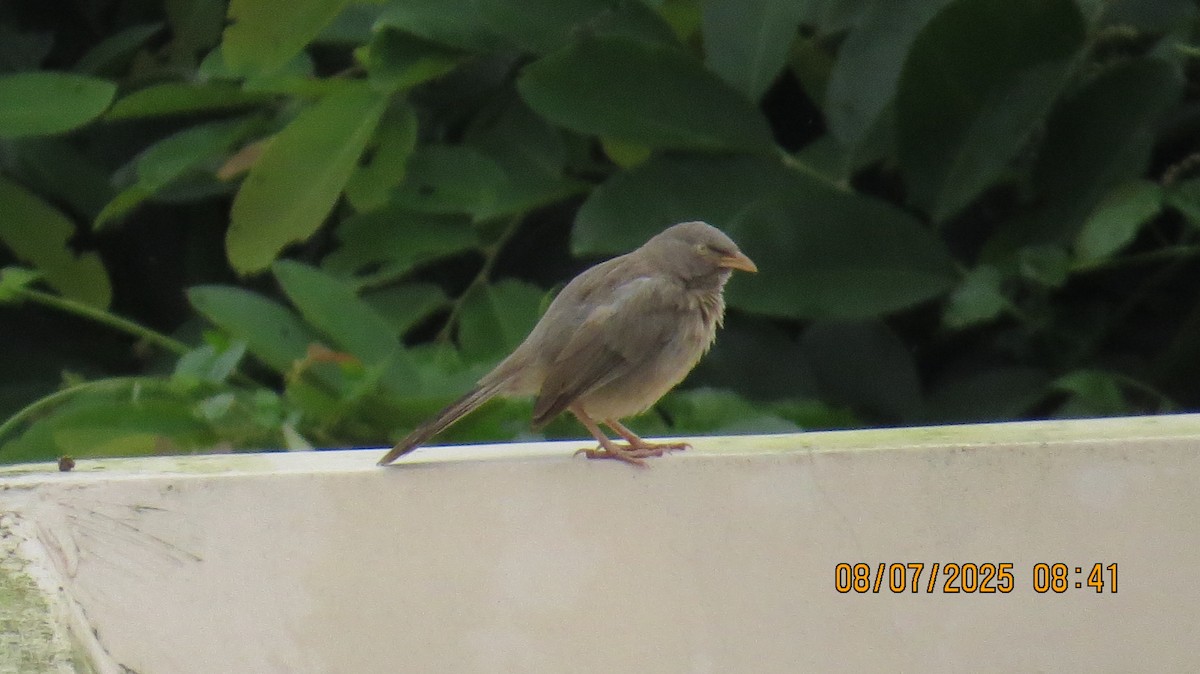 Jungle Babbler - ML638622322