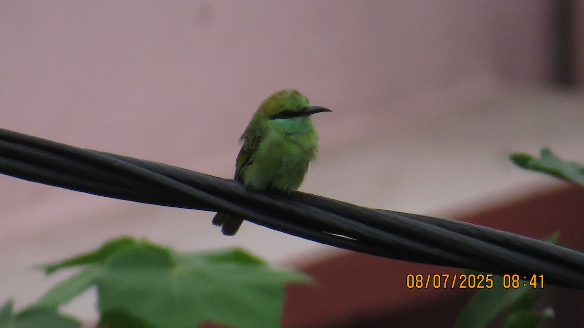 Asian Green Bee-eater - ML638622327