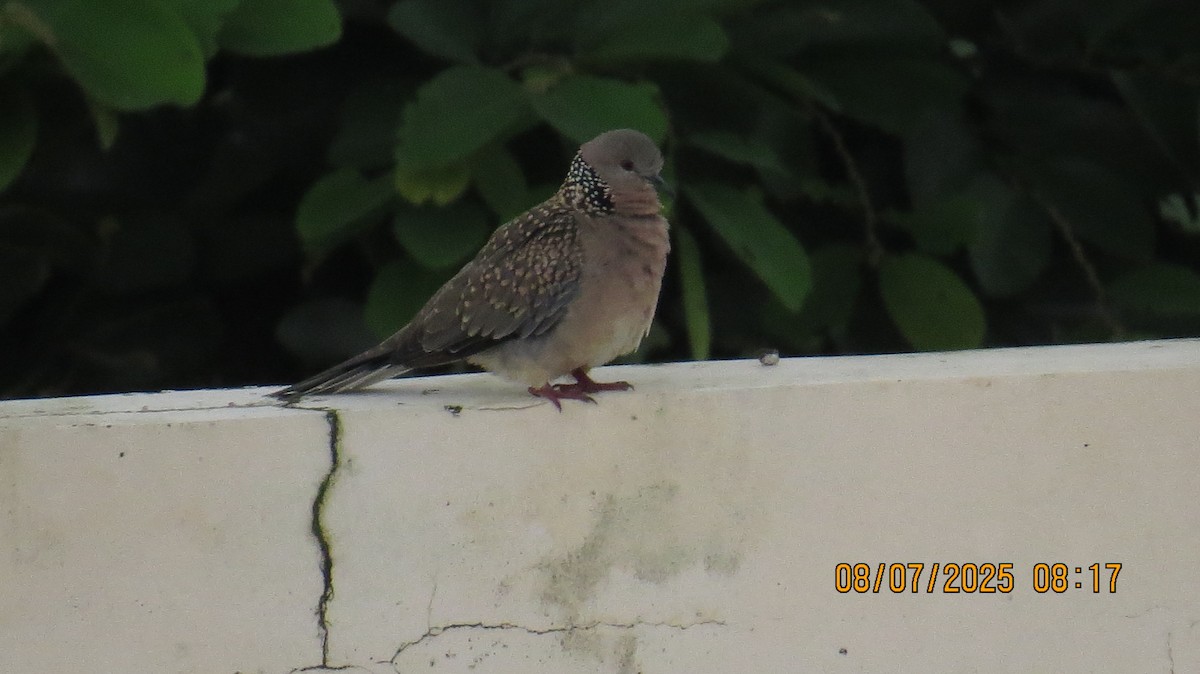 Spotted Dove - ML638622338