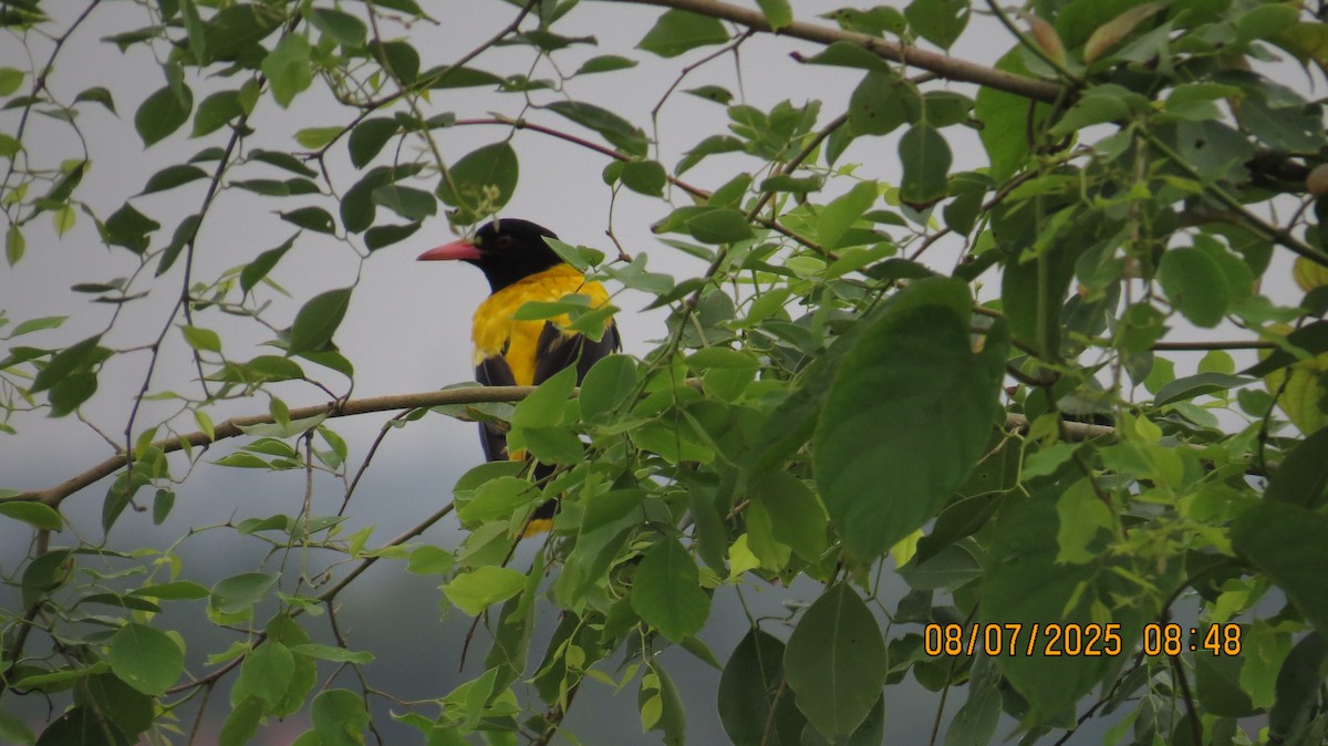 Black-hooded Oriole - ML638622344