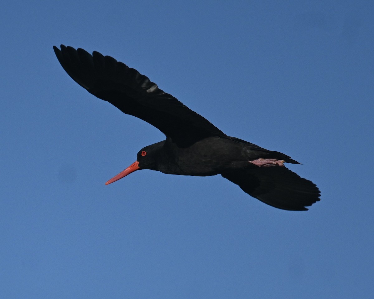 Ostrero Negro Australiano - ML638622362