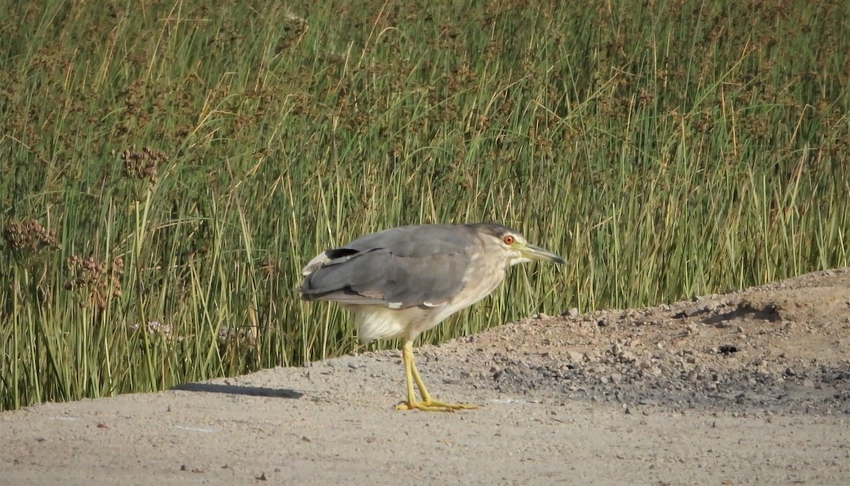 Black-crowned Night Heron - ML638622377