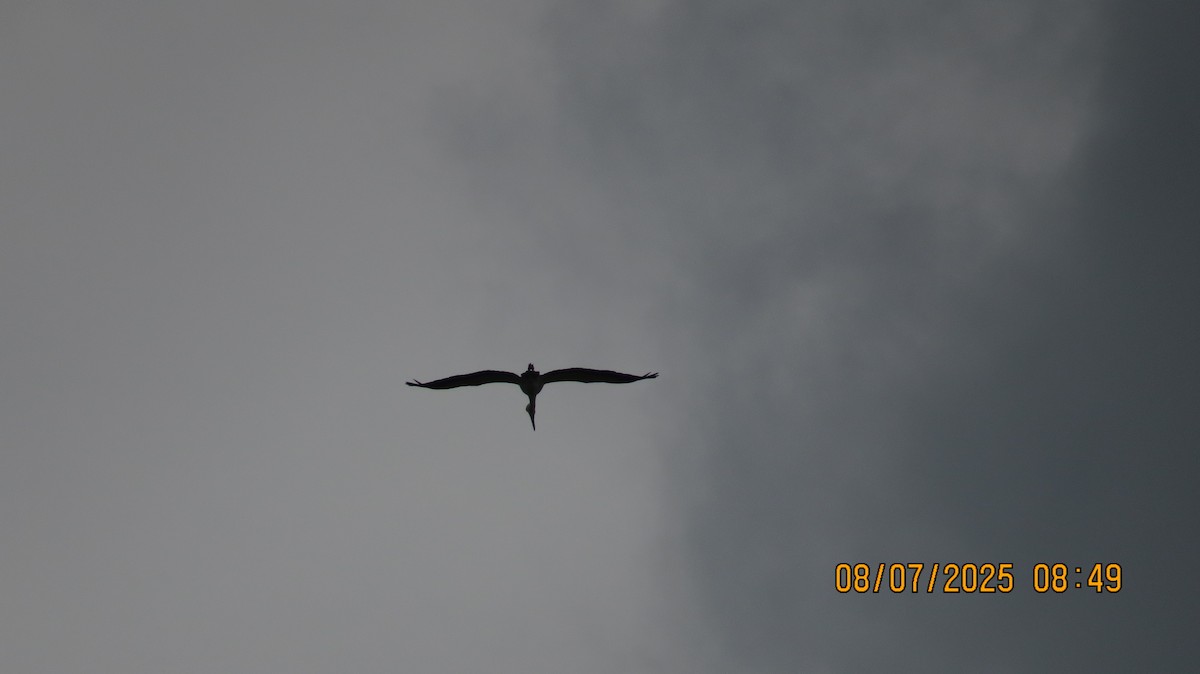 Asian Openbill - ML638622380