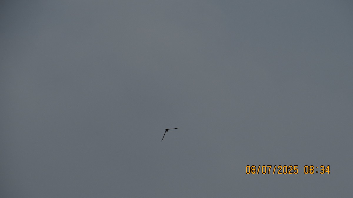Asian Palm Swift - ML638622382