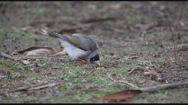 クロガオミツスイ - ML638622383