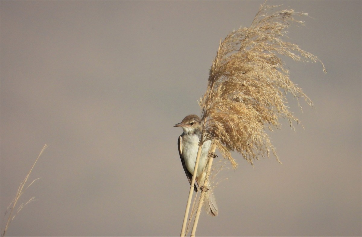 Clamorous Reed Warbler - ML638622385