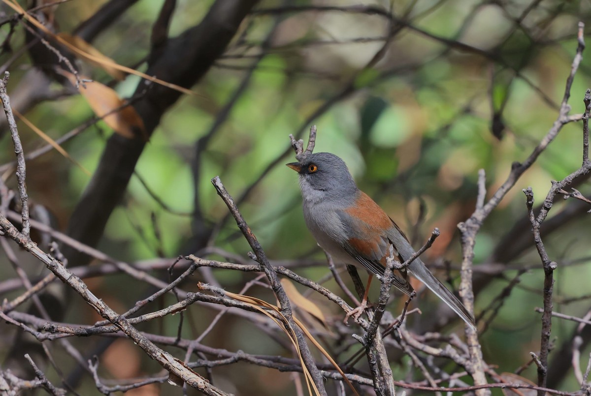 Yellow-eyed Junco - ML638622386